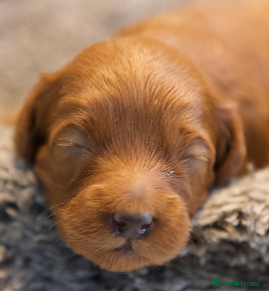 Cavapoo dogs for sale: Gorgeous F1B Fox Red Cavapoo Puppies - Image 13