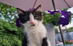 British Shorthair cats for sale: 5 kittens for sale( 4 female ,1 male - Image 14