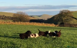 Newfoundland dogs for sale: Outstanding Newfoundland Puppies - Advert 1