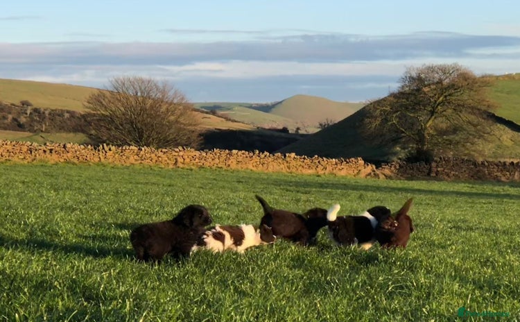 Newfoundland dogs Outstanding Newfoundland Puppies - Advert 10