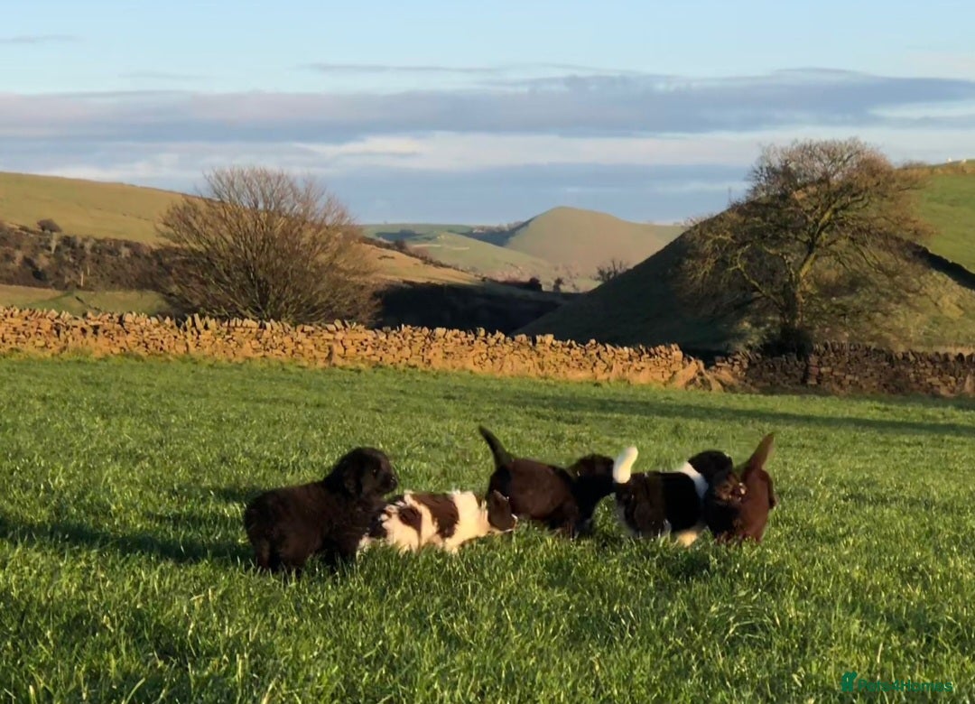Newfoundland dogs for sale: Outstanding Newfoundland Puppies - Advert 1