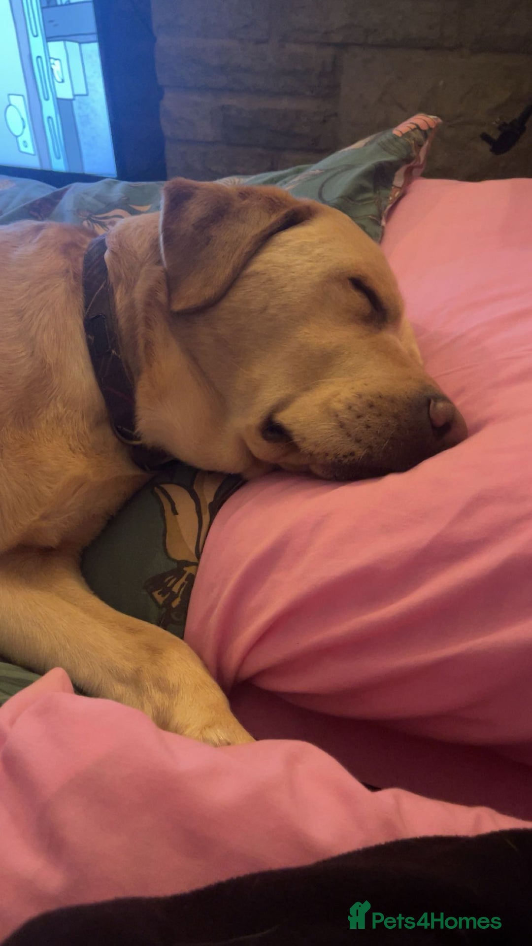 Labrador Retriever dogs for sale: Labrador for sale - Advert 4