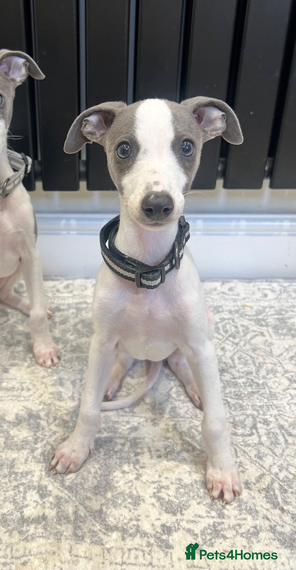Whippet dogs Blue&white Kc whippet ready to leave - Advert 15