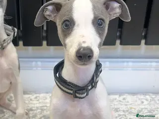 Whippet dogs Blue&white Kc whippet ready to leave - Advert 15