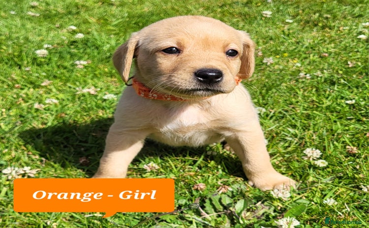 Labrador Retriever dogs - Advert 3