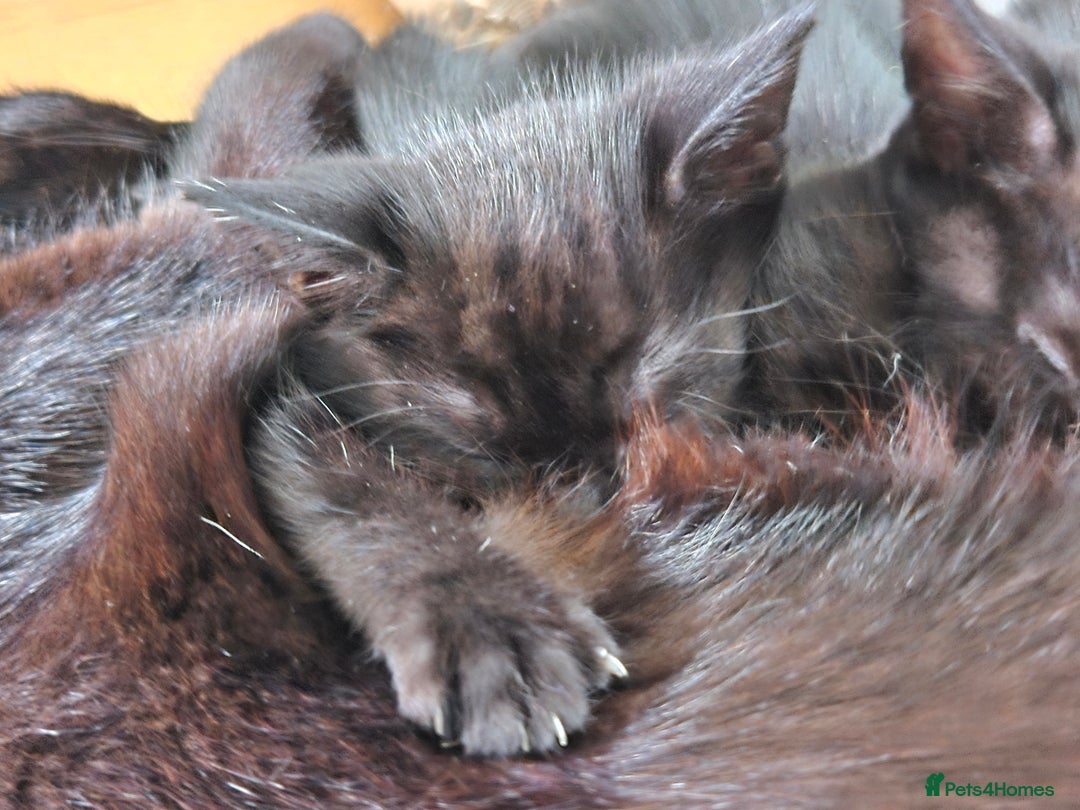 Domestic Shorthair cats for sale: Black kittens - Image 4