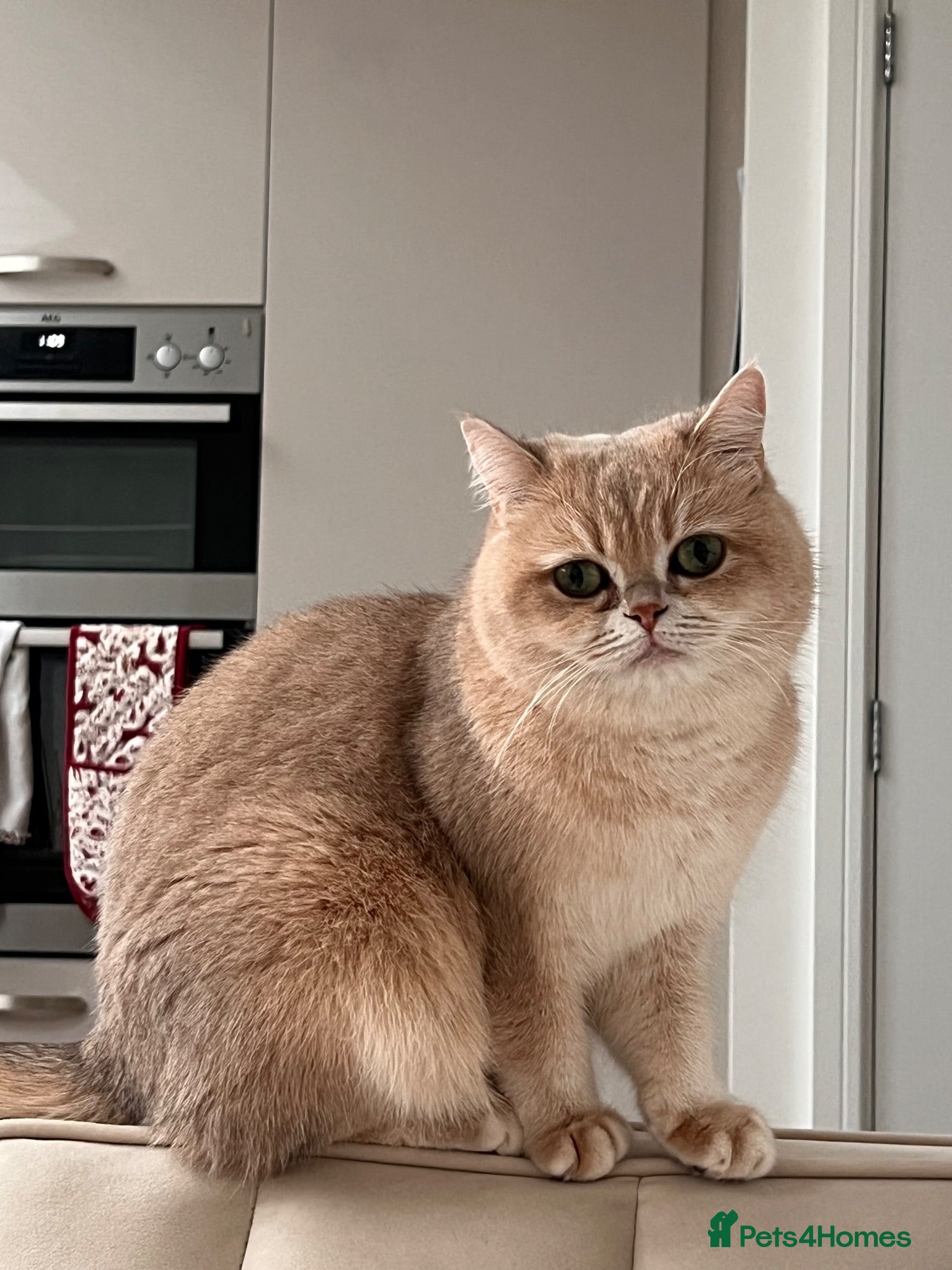 British Shorthair cats Beautiful BSH AY12 Golden Blue Female - Advert 1