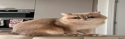 British Shorthair cats for sale: Beautiful BSH AY12 Golden Blue Female - Advert 10