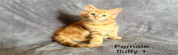 Mixed Breed cats for sale: Ginger kittens - Advert 4
