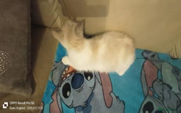 Ragdoll cats for sale: BEAUTIFUL RAGDOLL X  - Image 8