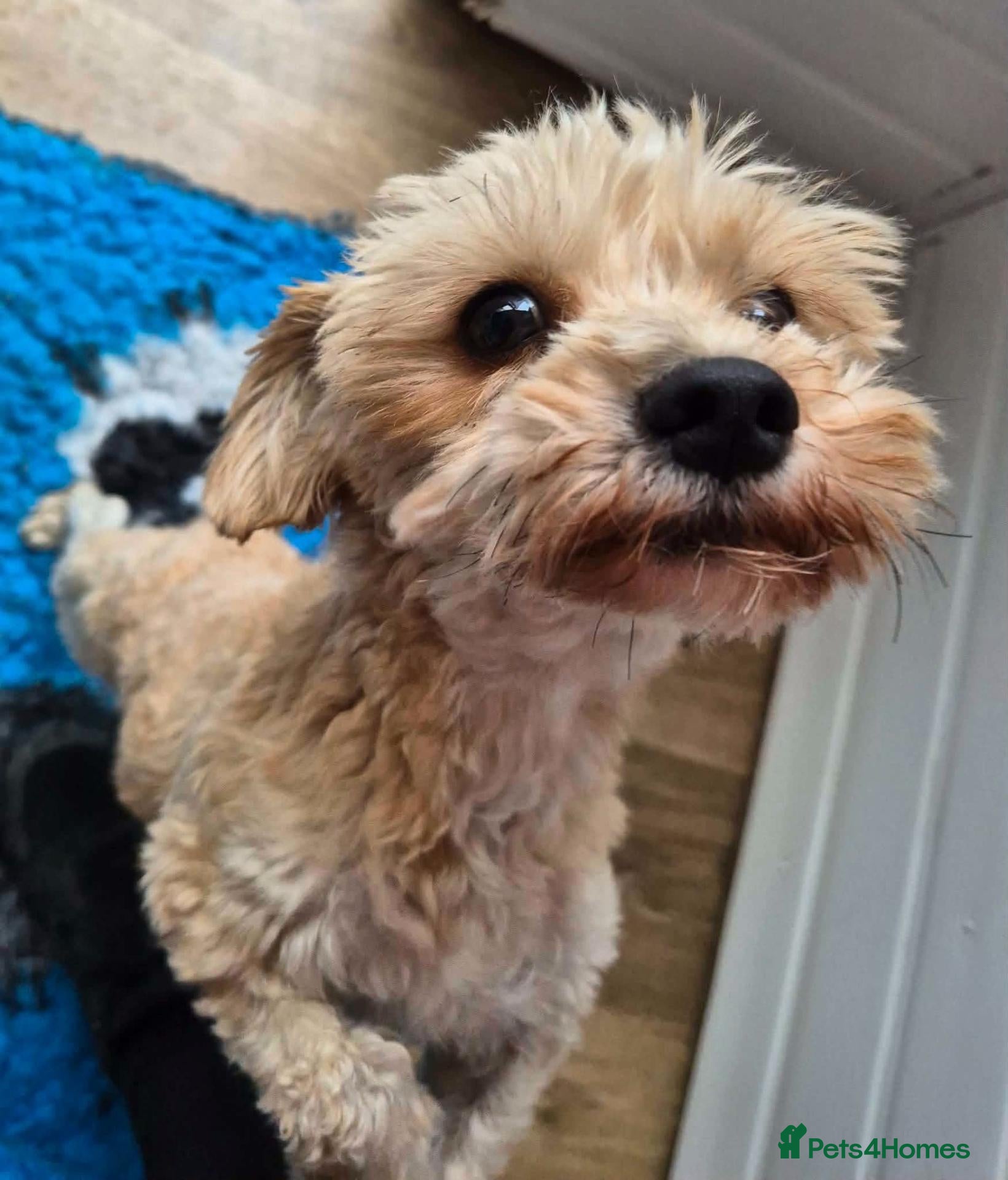Mixed Breed dogs Nor - In Ayr Looking for a Home  - Advert 1