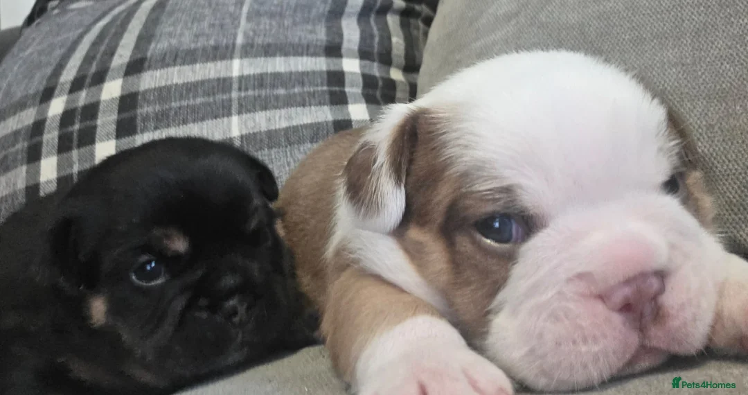 Mixed Breed dogs for sale: 2 beautiful British bulldog cross pups  - Advert 11