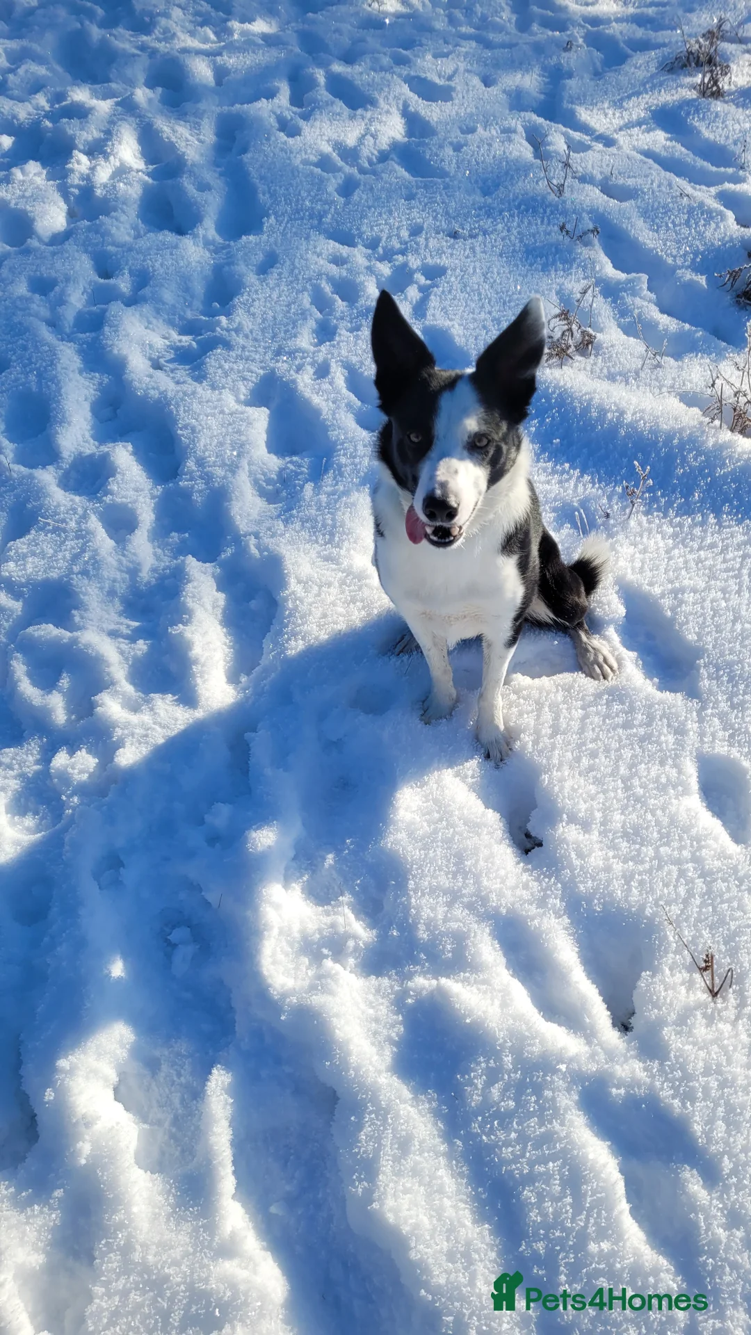 Border Collie dogs for stud: Milo for stud (PROVEN) in Chesterfield - Advert 32