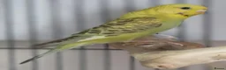 Budgerigars birds for sale: Outstanding pet baby budgies priced from £40 - Advert 22