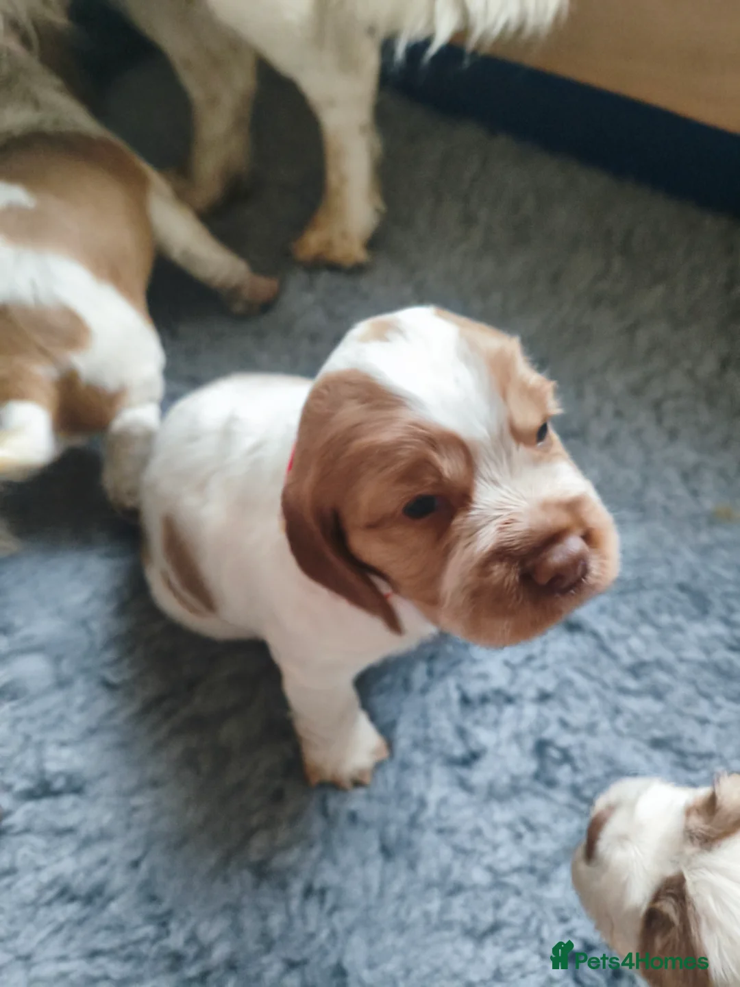Sprocker dogs for sale: Beautiful Working Spaniel Puppies in Truro - Advert 2