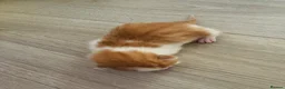 Mixed Breed cats for sale: Four mixed breed kittens in Bedford - Advert 8