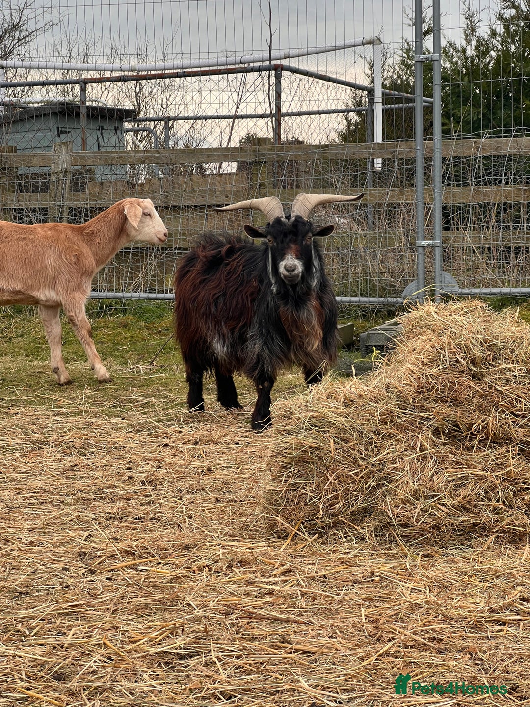 Goats livestock for sale: 3 Beautiful Pygmy Goats for Sale - Image 2