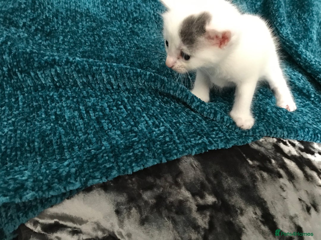 Mixed Breed cats for sale: Cheryl  - Image 4