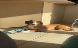 Mixed Breed dogs for sale: 1 year old beautiful mixed breed dog - Image 2