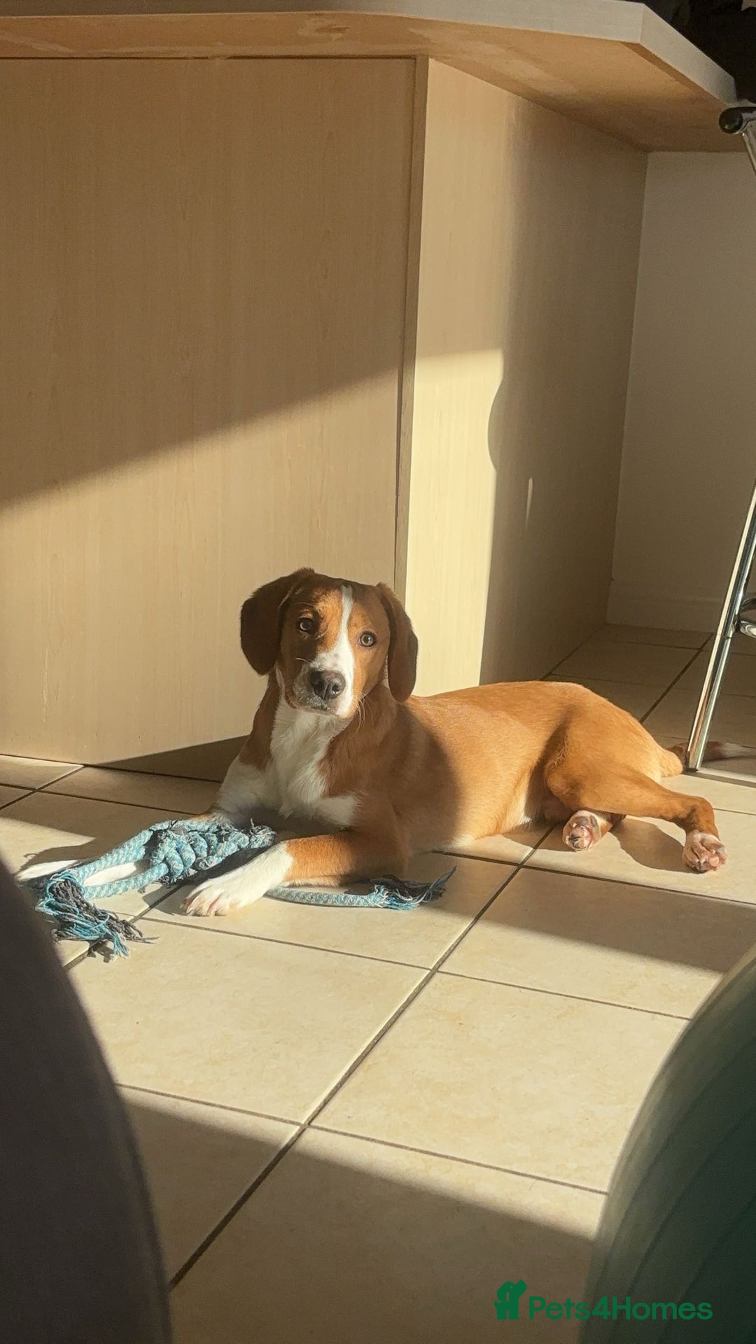Mixed Breed dogs for sale: 1 year old beautiful mixed breed dog - Image 2