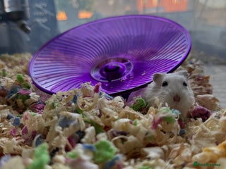 Hamster rodents - Advert 9