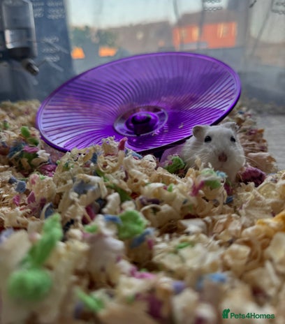 Hamster rodents - Advert 1