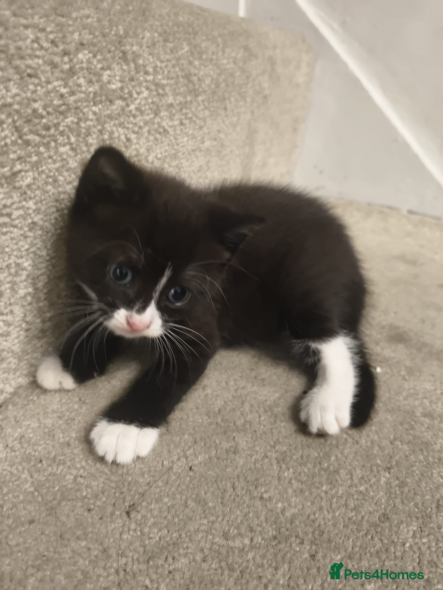 Mixed Breed cats for sale: Gorgeous Tabby Kittens - 3 Left - Advert 7
