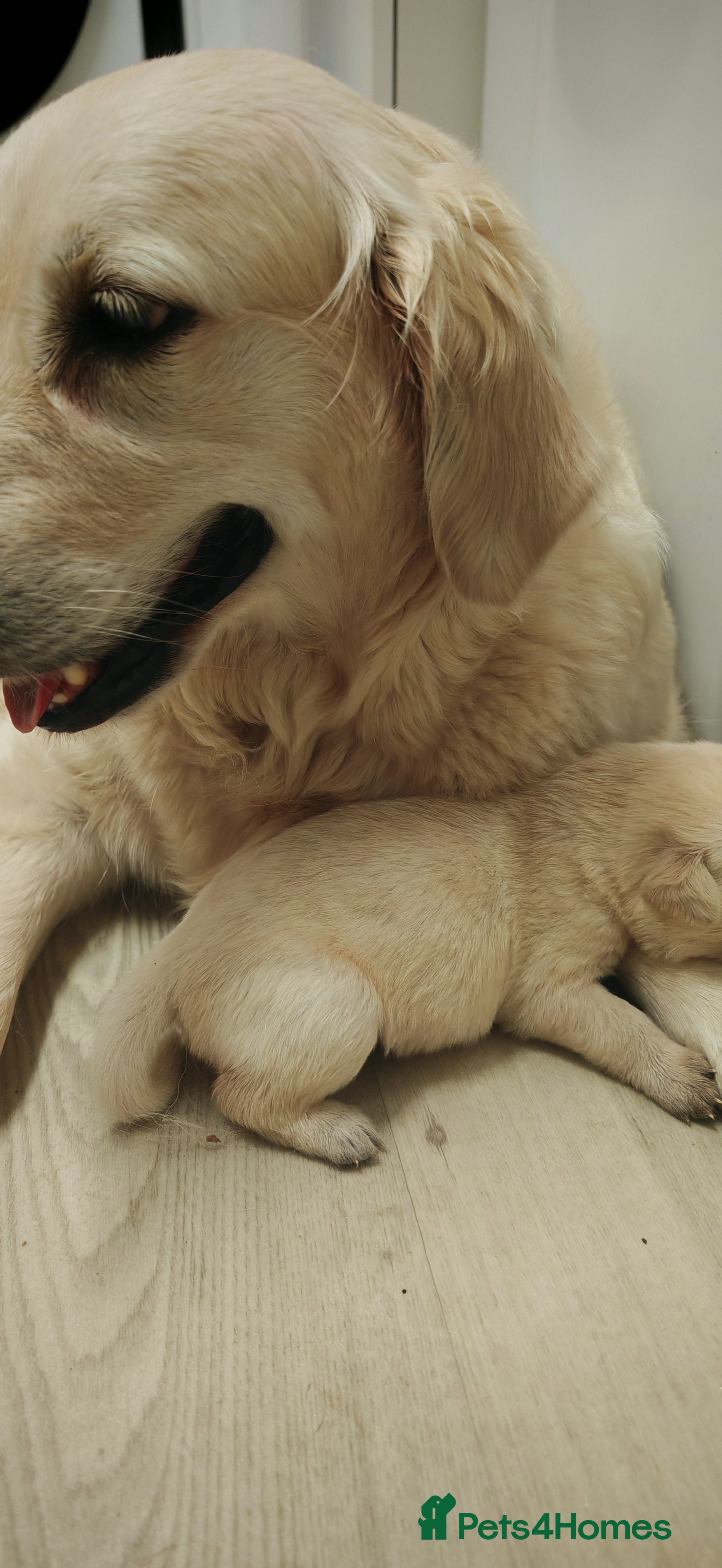 Goldador dogs Ready 4th February  - Advert 2