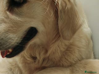 Goldador dogs Ready 4th February - Advert 1