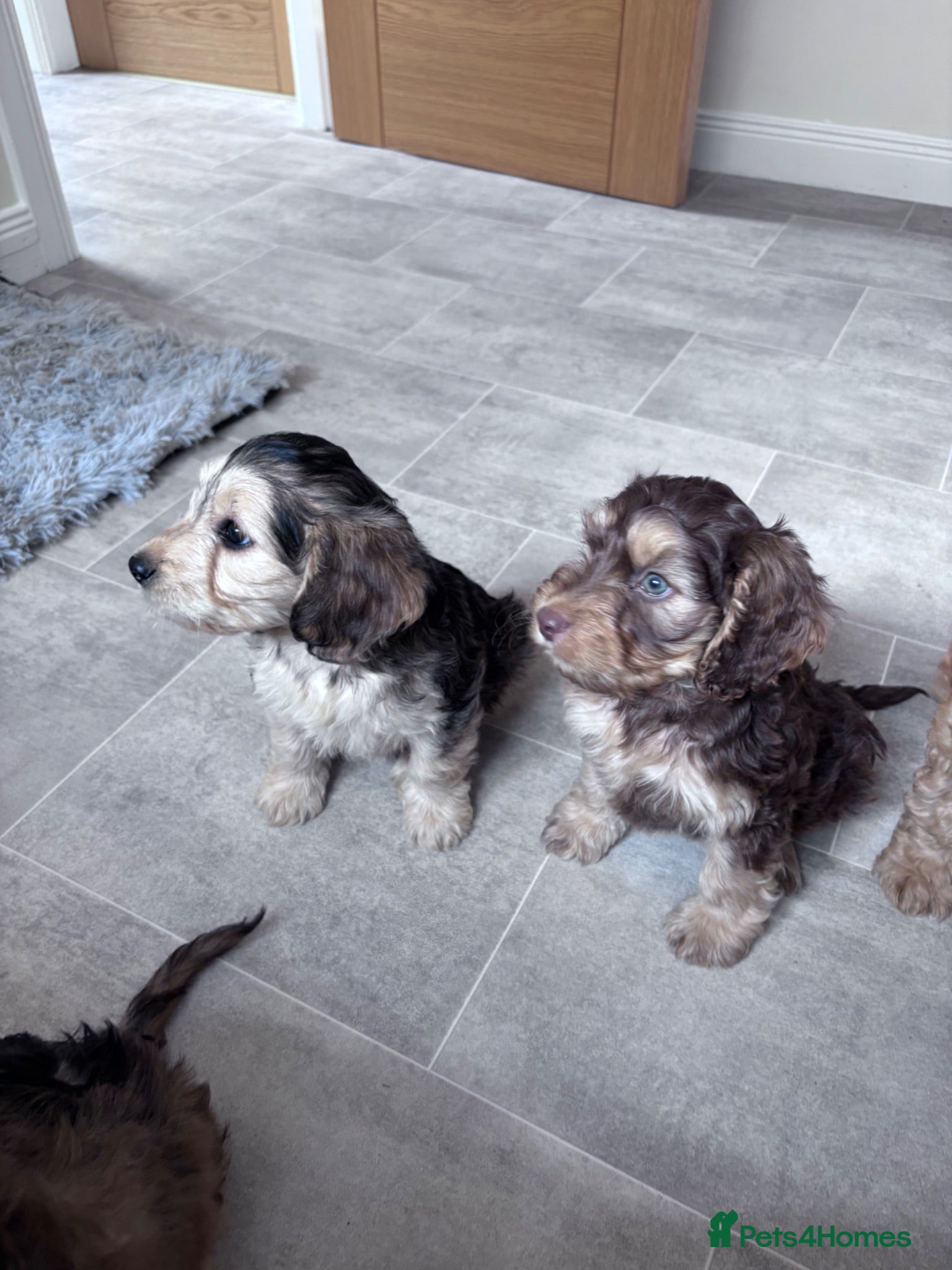 Cockapoo dogs Cockapoo puppies  - Advert 13