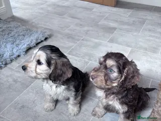 Cockapoo dogs Cockapoo puppies - Advert 13
