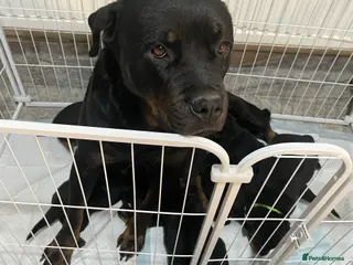 Rottweiler dogs 2 female Rottweiler pups for sale - Advert 12