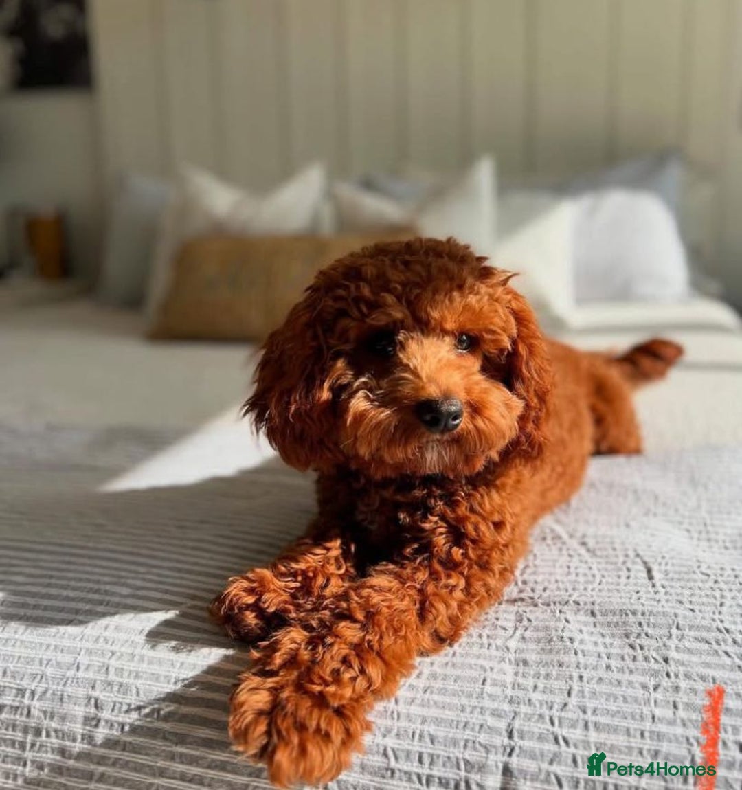 Cavapoo dogs for sale: F1 Health tested Cavapoos  - Image 8