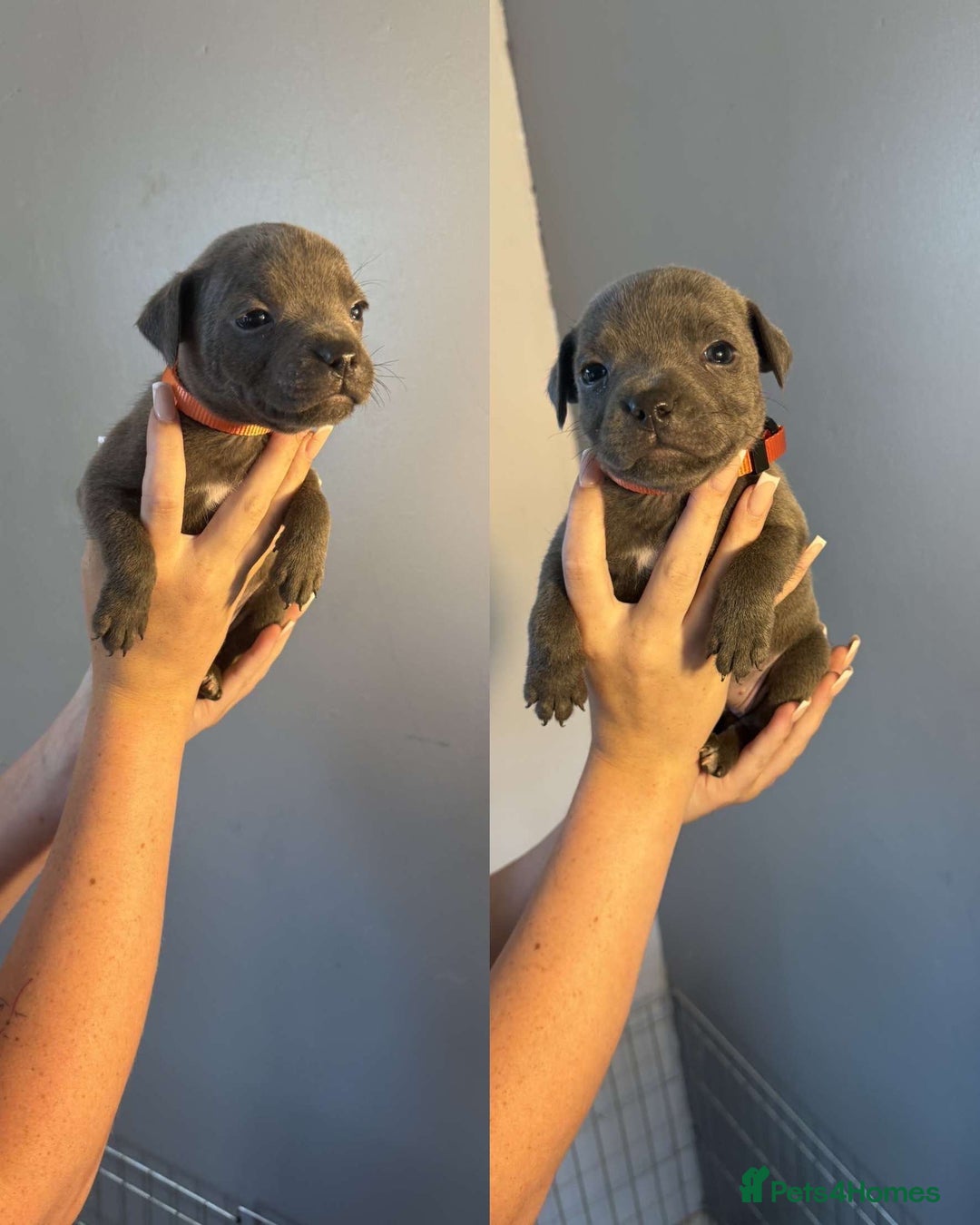 Staffordshire Bull Terrier dogs for sale: 8 blue staff puppies - Image 8