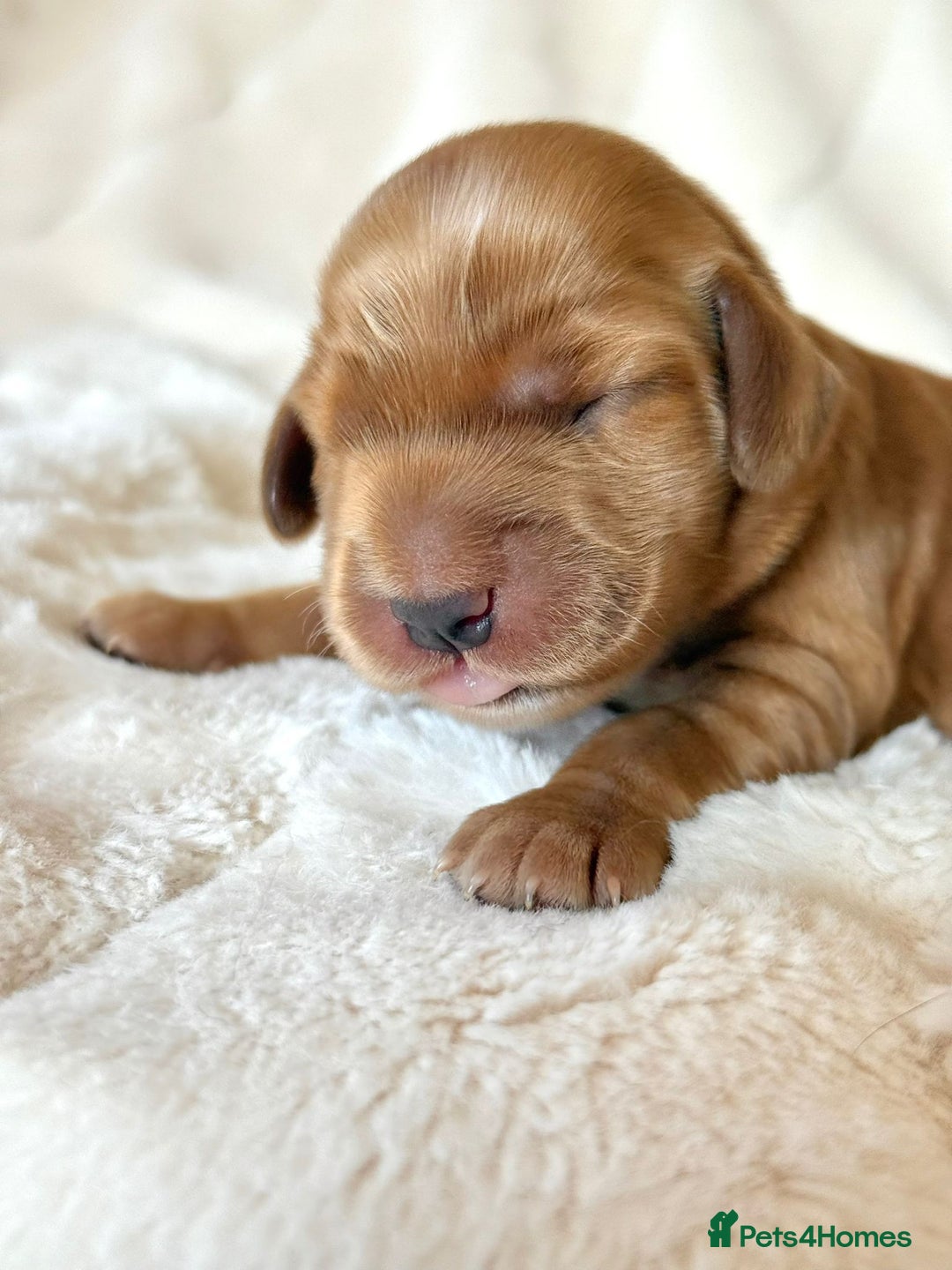 Cocker Spaniel dogs for sale: KC Reg Fully Health Tested Showline Cocker Spaniel - Image 31