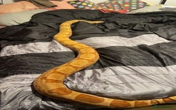 Boa Snake reptiles for sale: Salmon het boa - Image 3