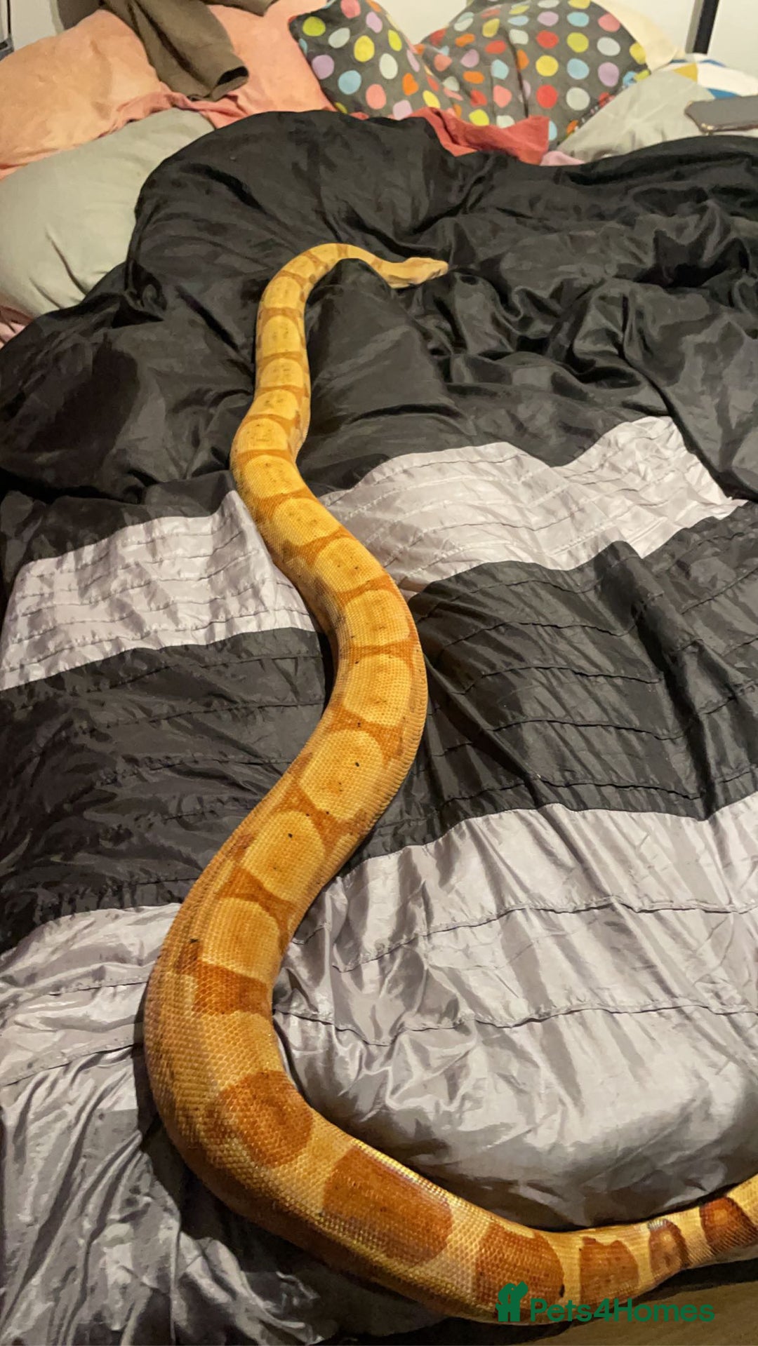 Boa Snake reptiles for sale: Salmon het boa - Image 3