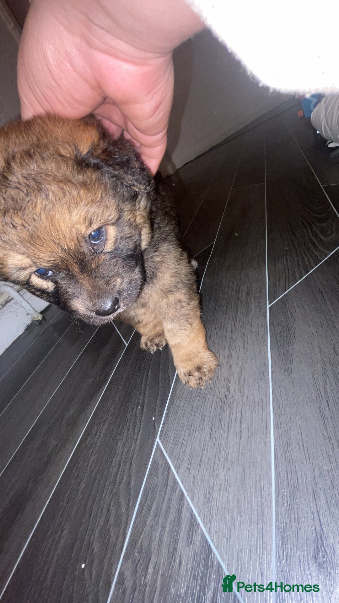 Mixed Breed dogs for sale: *only 1 male left* Malkita puppies 4 boys - Advert 30