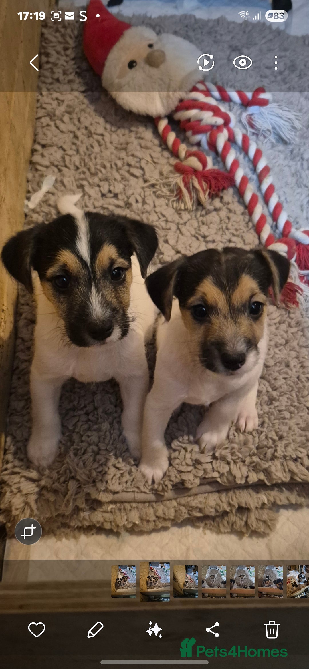 Jack Russell dogs Jack Russell boys ready now  **  - Advert 3