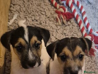 Jack Russell dogs Jack Russell boys ready now ** - Advert 2