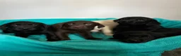 Labrador Retriever dogs for sale: Gorgeous Labrador puppies  in Ingatestone - Advert 2