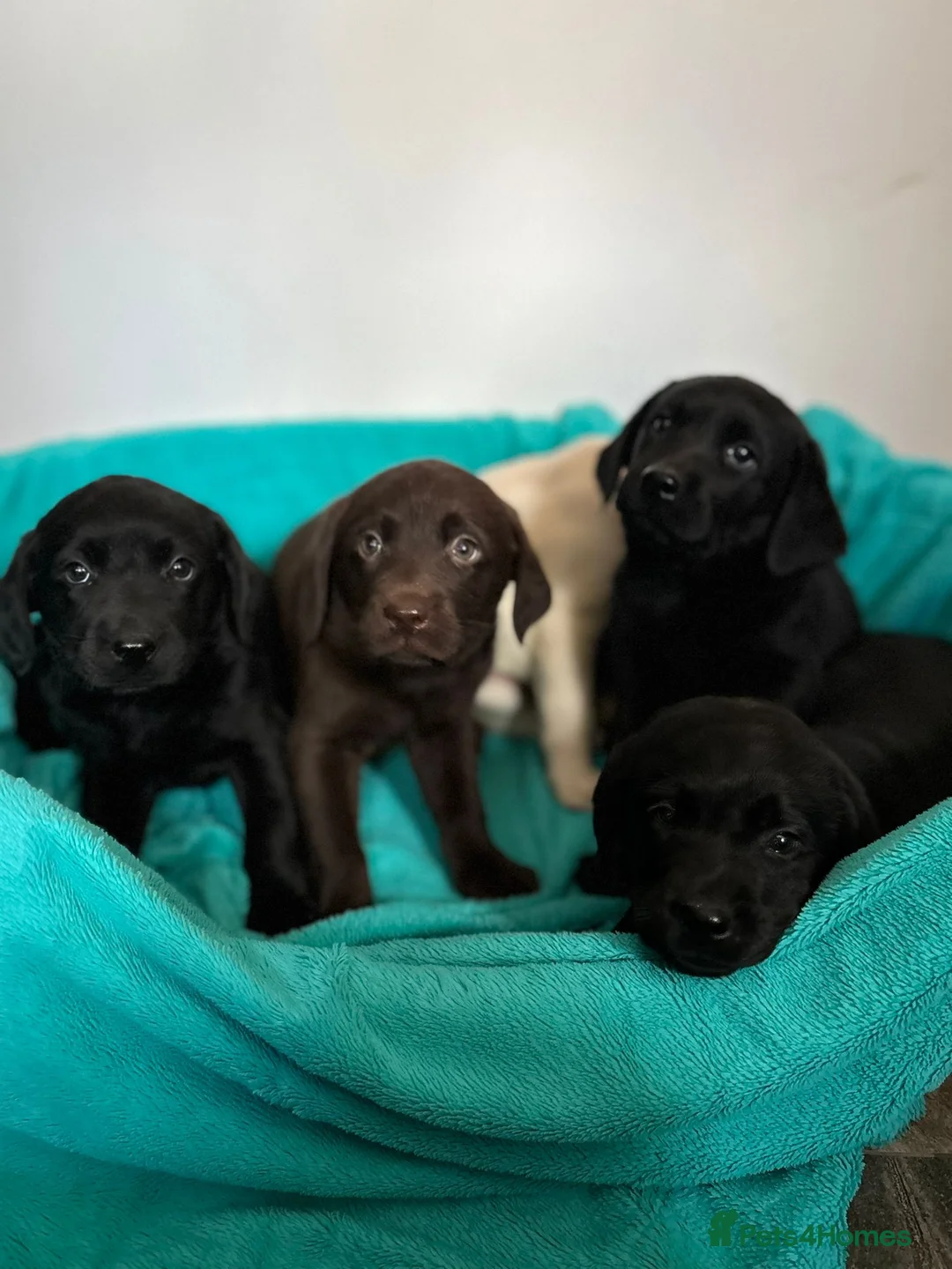 Labrador Retriever dogs for sale: Gorgeous Labrador puppies  in Ingatestone - Advert 2