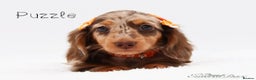 Miniature Dachshund dogs for stud: Miniature Black and Tan Piebald Stud in Rochford - Advert 7