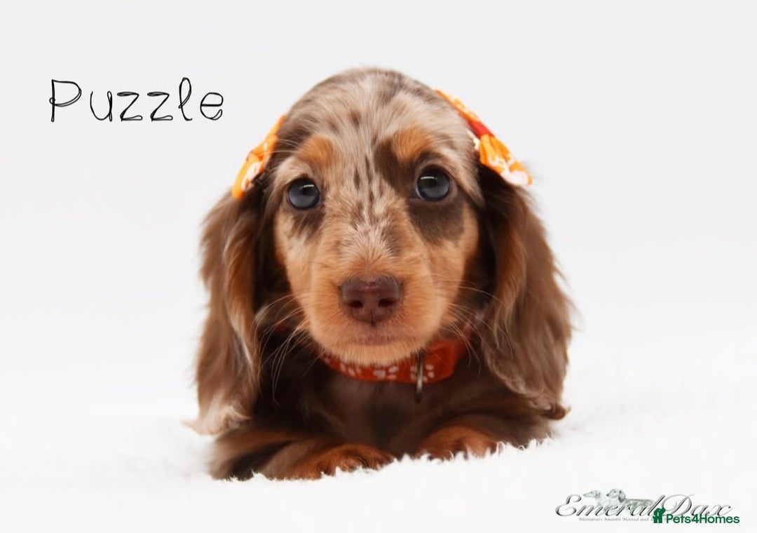 Miniature Dachshund dogs for stud: Miniature Black and Tan Piebald Stud in Rochford - Advert 7