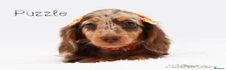 Miniature Dachshund dogs for stud: Miniature Black and Tan Piebald Stud in Rochford - Advert 7