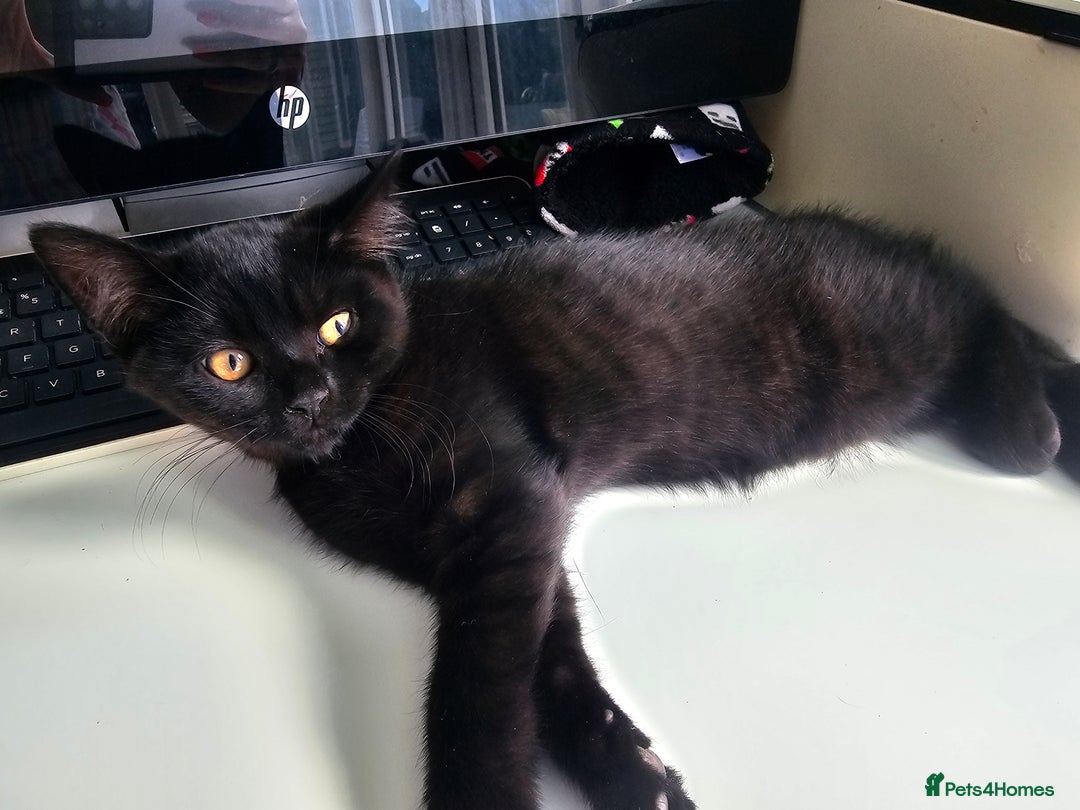 British Shorthair cats for sale:  🐾 Gorgeous Black Kittens – 11 Weeks Old 🐾   - Image 2