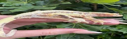 Gecko reptiles for sale: Lily white crested geckos - Advert 13