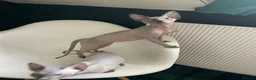 Sphynx cats for sale: Amazing Sphynx  - Advert 8