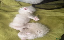 Persian cats for sale: Purebred Persian Kittens Rare White Coat&Blue Eyes - Image 14