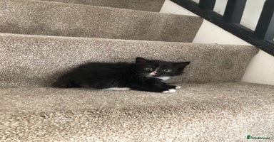 Mixed Breed cats - Advert 7